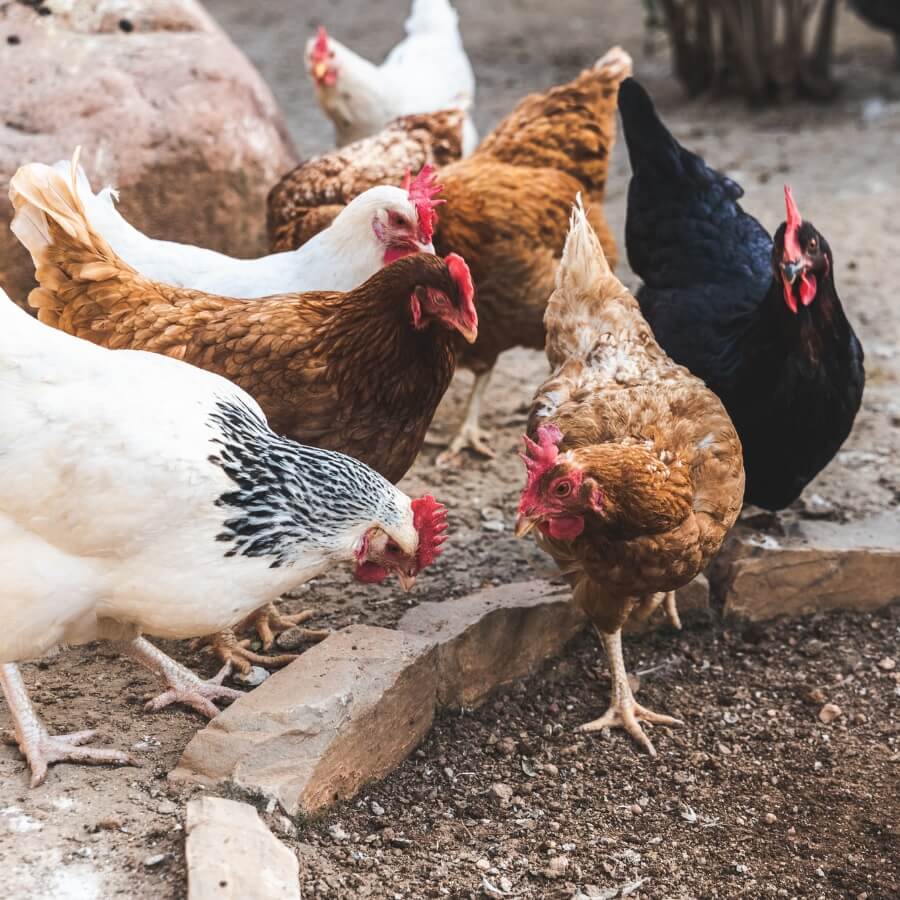 salinas ranch chickens